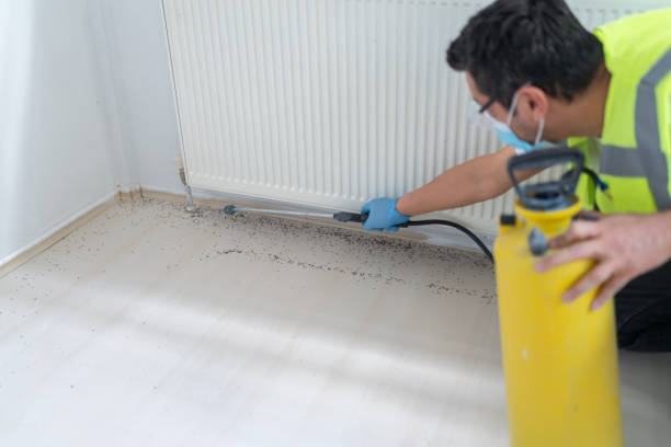 Best Ant Control Services  in East Setauket, NY